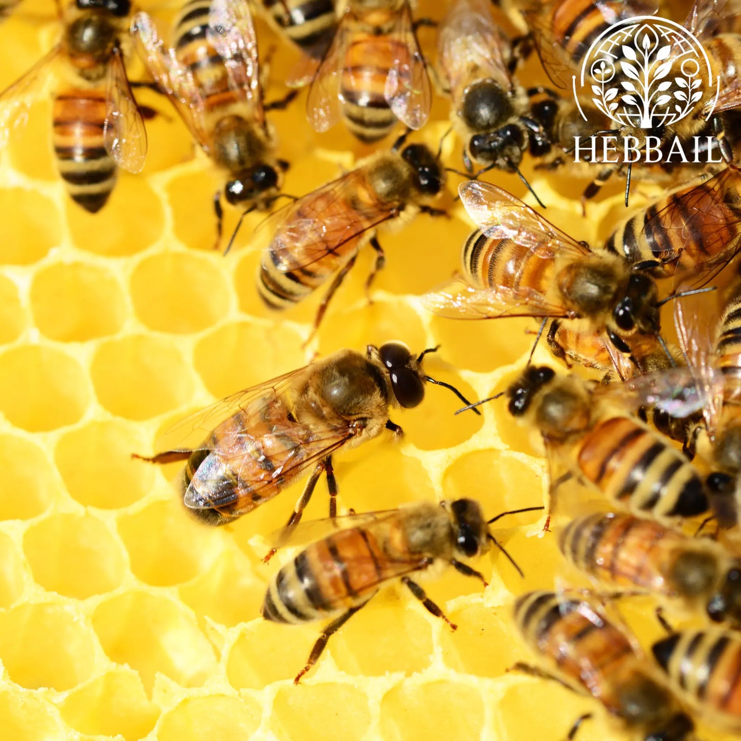 HEBBAIL Natural Tuduve Honey  | 100% Pure, Raw & Unprocessed Hebbail